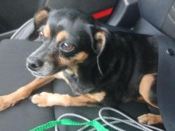 Found/Stray Male Dog last seen N 43rd Ave and Van Buren, Phoenix, AZ 85304