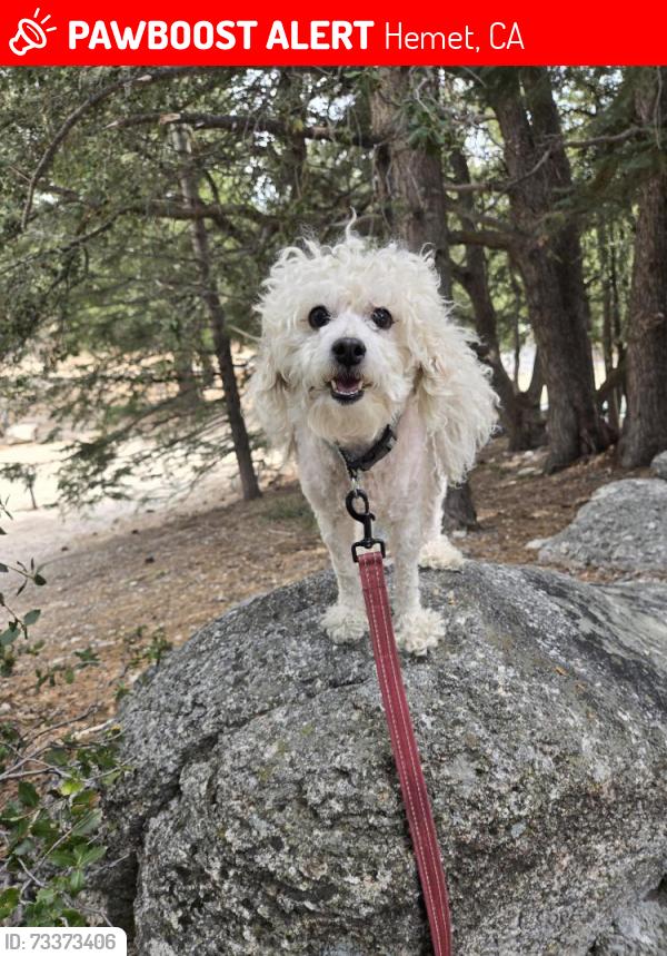 Lost Male Dog last seen Hemet ca Sierra Dawn North Menlo And Lyon, Hemet, CA 92543