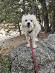 Lost Male Dog last seen Hemet ca Sierra Dawn North Menlo And Lyon, Hemet, CA 92543