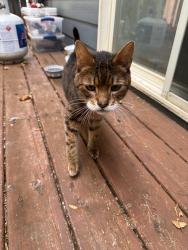 Found/Stray Unknown Cat last seen Mildred, Salem, OR 97302