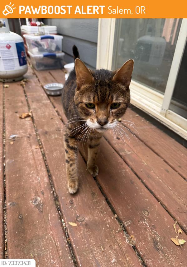 Found/Stray Unknown Cat last seen Mildred, Salem, OR 97302