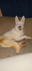Lost Female Dog last seen Wimmers and 348, Jefferson Township, PA 16002