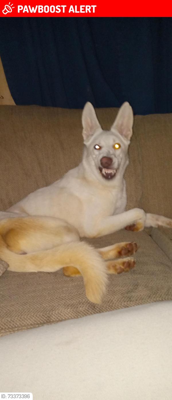 Lost Female Dog last seen Wimmers and 348, Jefferson Township, PA 16002