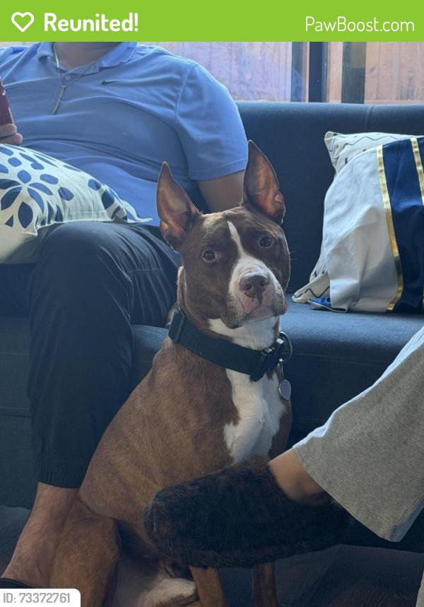 Reunited Male Dog last seen White pine drive, Wellington, FL 33414