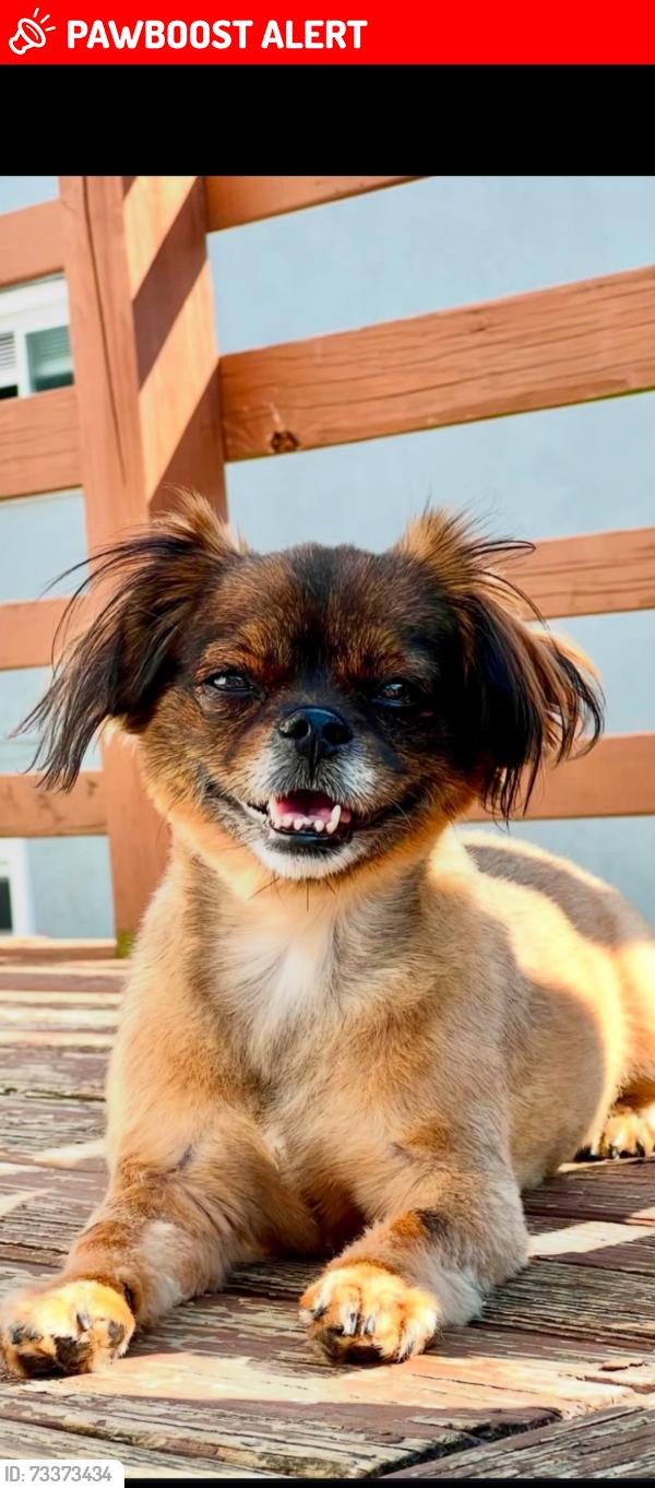 Lost Female Dog last seen Paoli pike and Turner ave, West Goshen Township, PA 19380