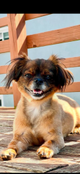 Lost Female Dog last seen Paoli pike and Turner ave, West Goshen Township, PA 19380