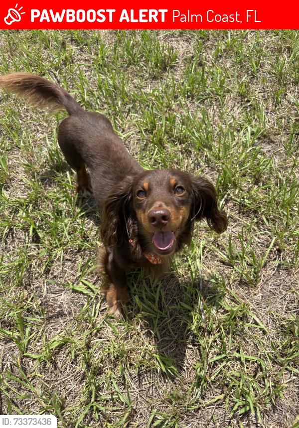 Lost Male Dog last seen Near ranshire lane, Palm Coast, FL 32164