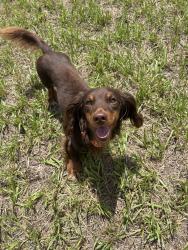 Lost Male Dog last seen Near ranshire lane, Palm Coast, FL 32164