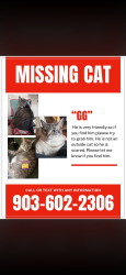 Lost Male Cat last seen Bearkat Cottages, Huntsville, TX 77340