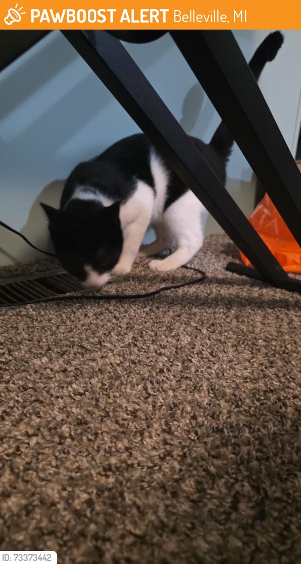 Found/Stray Male Cat last seen Holiday Woods on Martinsville, Belleville, MI 48111
