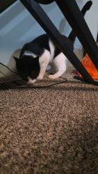Found/Stray Male Cat last seen Holiday Woods on Martinsville, Belleville, MI 48111