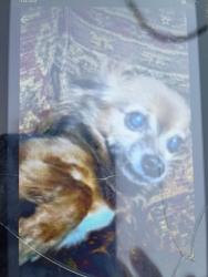Lost Female Dog last seen Palmetto Ave Fontana ca, Fontana, CA 92335