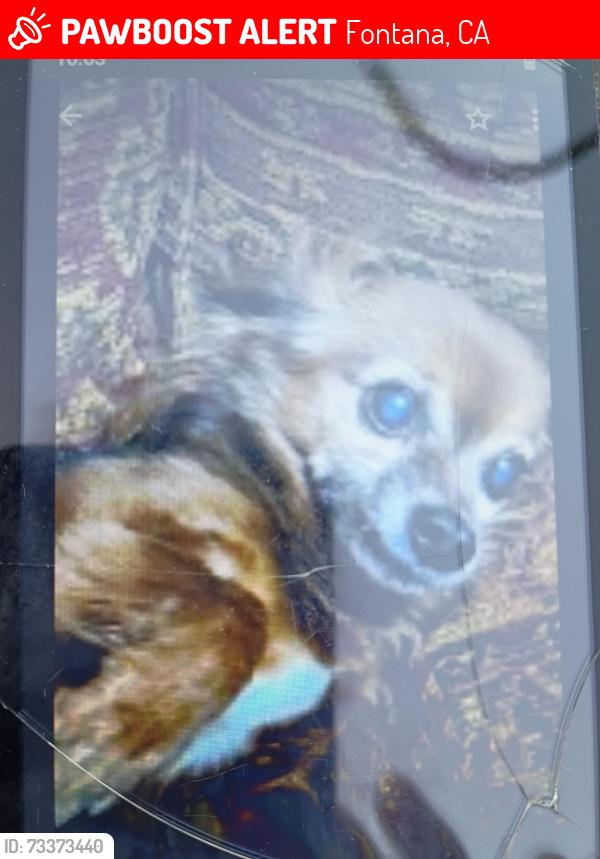 Lost Female Dog last seen Palmetto Ave Fontana ca, Fontana, CA 92335