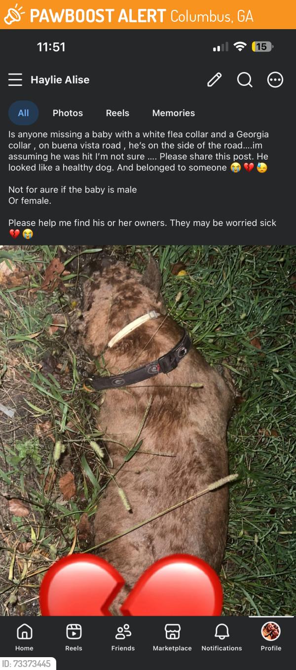 Found/Stray Unknown Dog last seen Buena vista road, Columbus, GA 31907