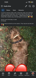 Found/Stray Unknown Dog last seen Buena vista road, Columbus, GA 31907