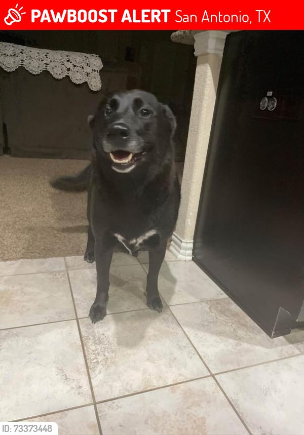 Lost Female Dog last seen Shoreline drive, San Antonio, TX 78254