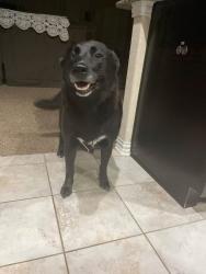 Lost Female Dog last seen Shoreline drive, San Antonio, TX 78254