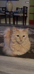 Reunited Male Cat last seen Near wing and Valinda, La Puente, CA 91744
