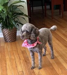 Lost Female Dog last seen Marlow between 9 mile and Pearson, Oak Park, MI 48237