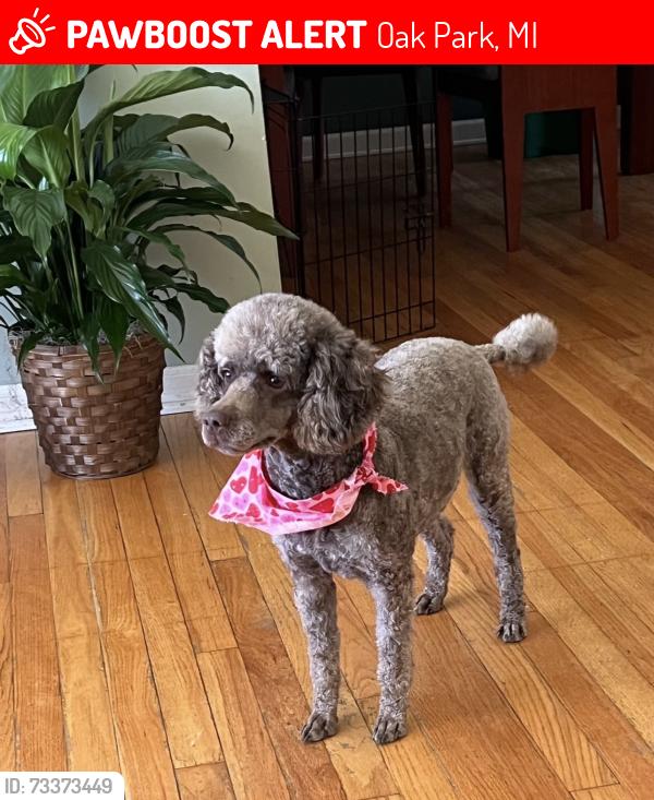 Lost Female Dog last seen Marlow between 9 mile and Pearson, Oak Park, MI 48237