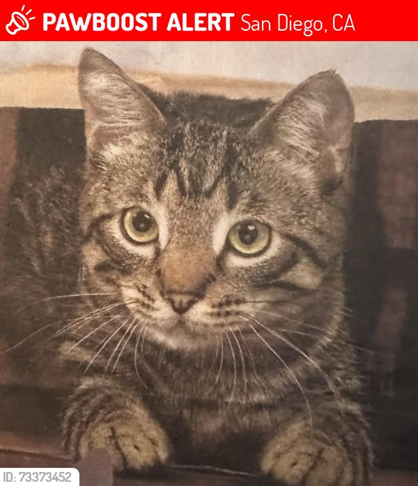 Lost Male Cat last seen La jolla Rancho rd, San Diego, CA 92037
