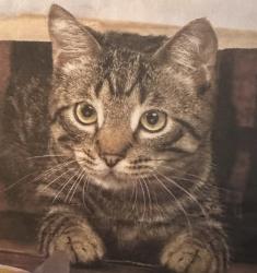 Lost Male Cat last seen La jolla Rancho rd, San Diego, CA 92037