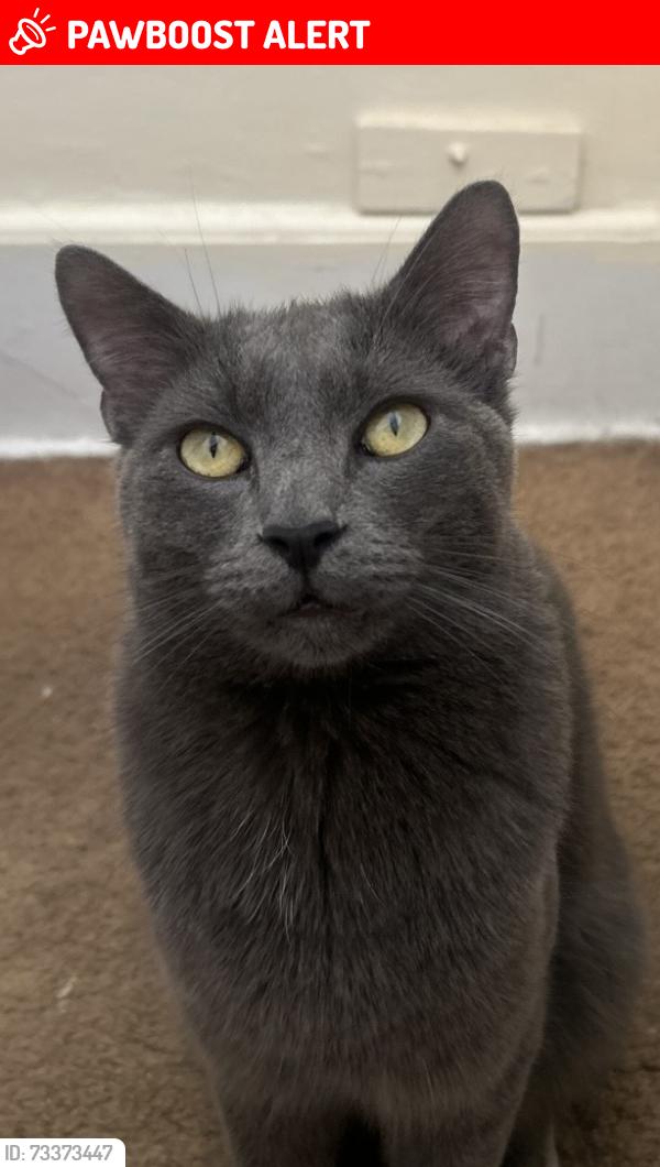 Lost Male Cat last seen Cimarron and 26th St., Colorado Springs, CO 80904