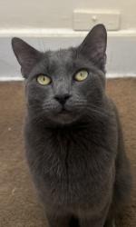 Lost Male Cat last seen Cimarron and 26th St., Colorado Springs, CO 80904