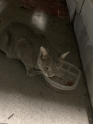 Found/Stray Unknown Cat last seen freeman apmts, Indianapolis, IN 46229