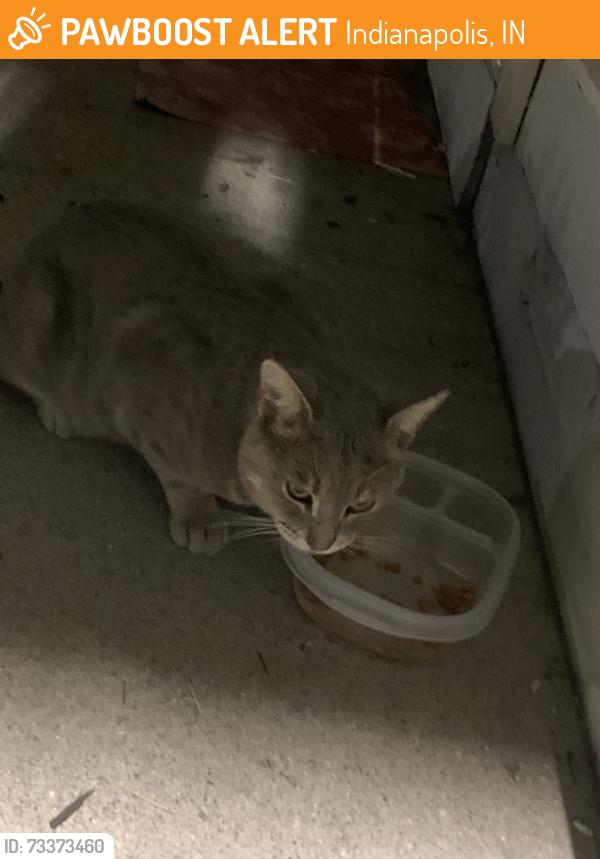 Found/Stray Unknown Cat last seen freeman apmts, Indianapolis, IN 46229