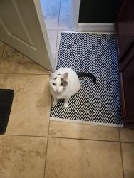 Lost Female Cat last seen Winn Dixie North 441 (old Harveys), Ocala, FL 34475