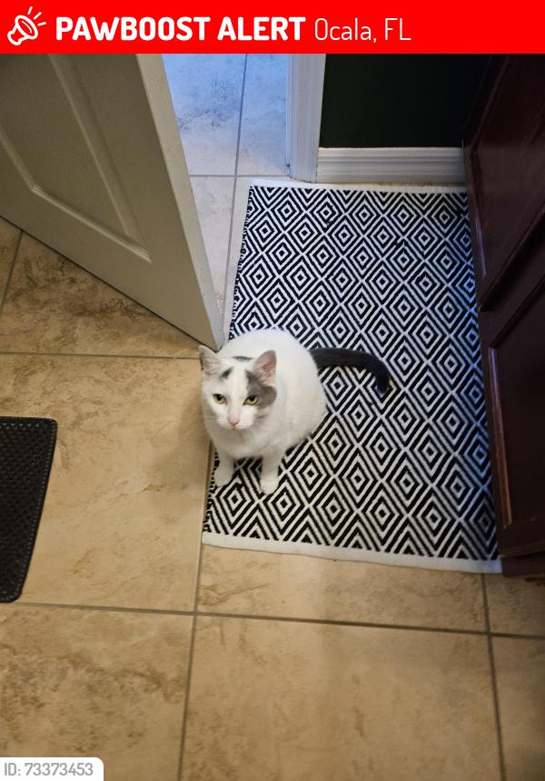 Lost Female Cat last seen Winn Dixie North 441 (old Harveys), Ocala, FL 34475