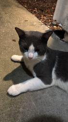 Found/Stray Male Cat last seen Chatham Square apmts, Building 7, Orlando, FL 32821