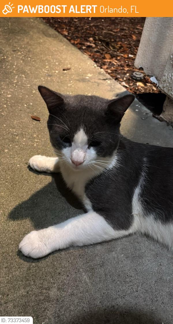 Found/Stray Male Cat last seen Chatham Square apmts, Building 7, Orlando, FL 32821