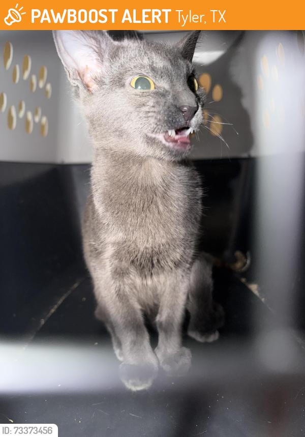 Found/Stray Female Cat last seen Walmart, Tyler, TX 75703