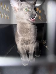 Found/Stray Female Cat last seen Walmart, Tyler, TX 75703