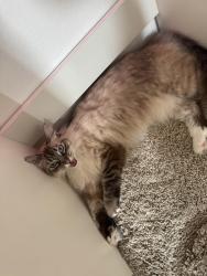 Reunited Female Cat last seen Beach and Garfield, Huntington Beach, CA 92708