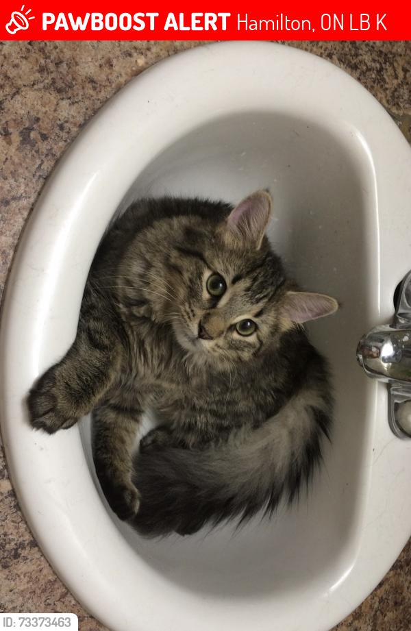 Lost Female Cat last seen Upper Wentworth and Emperor, Hamilton, ON L9B 2K4