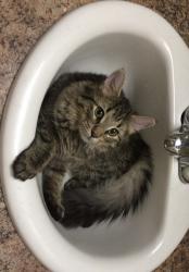 Lost Female Cat last seen Upper Wentworth and Emperor, Hamilton, ON L9B 2K4