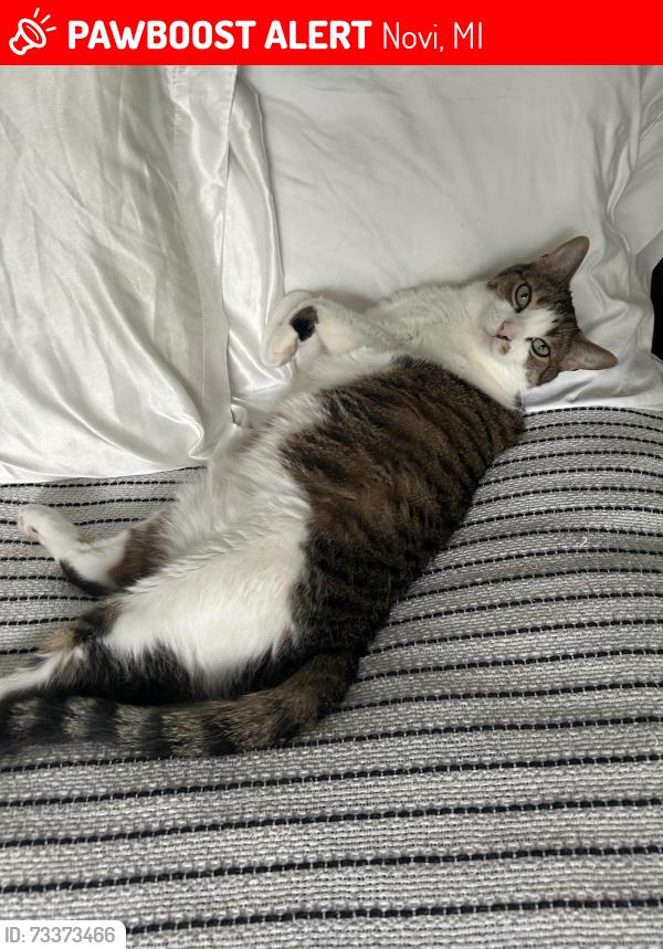 Lost Male Cat last seen Tanglewood Dr, Novi, Novi, MI 48377