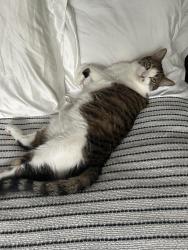 Lost Male Cat last seen Tanglewood Dr, Novi, Novi, MI 48377