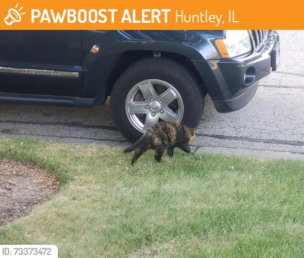 Found/Stray Unknown Cat last seen Daniel Ln. By Woodcreek, Huntley, IL 60142