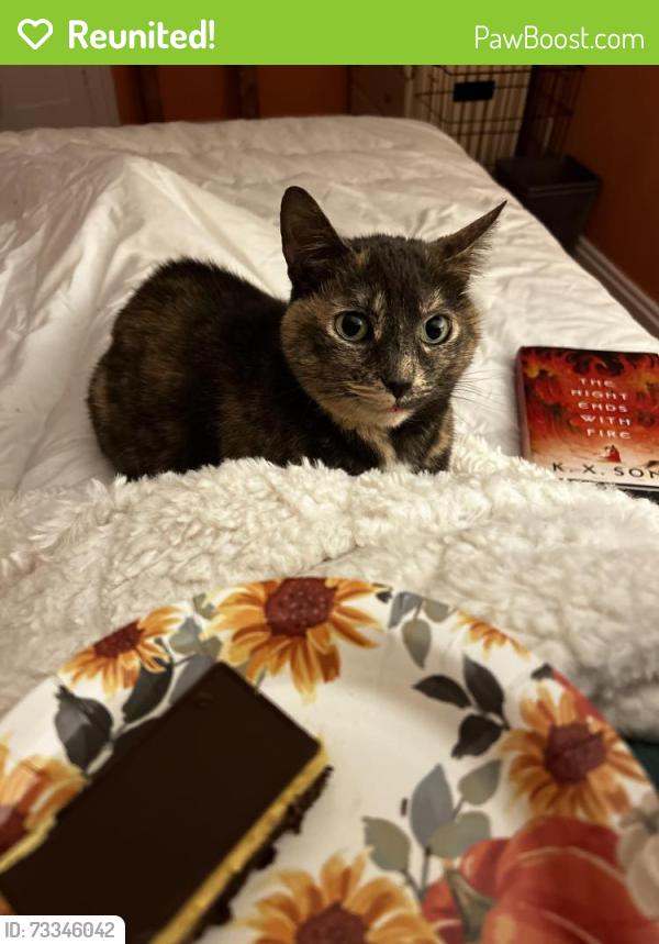 Reunited Female Cat last seen Princess st and Richmond st Lucan, Lucan Biddulph, ON N0M 2J0