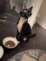 Found/Stray Unknown Cat last seen 59th and Wadsworth, Arvada, CO 80002