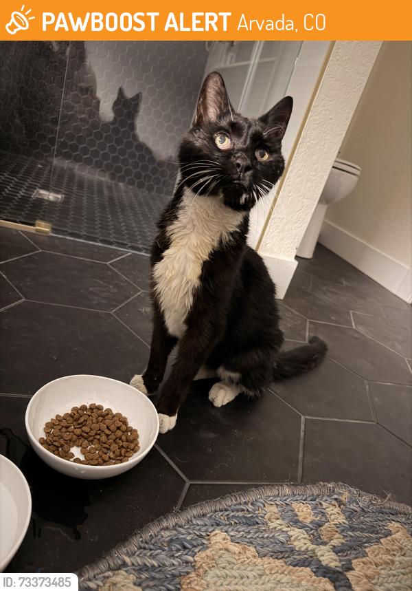 Found/Stray Unknown Cat last seen 59th and Wadsworth, Arvada, CO 80002