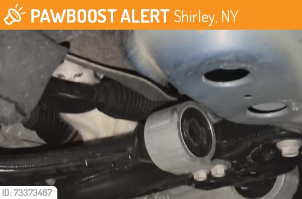 Found/Stray Unknown Cat last seen Candido Ave, Shirley, NY 11967