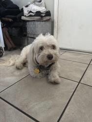 Reunited Male Dog last seen Mount Oliveira Dr and Rocky Mountain Dr, San Jose, CA 95127