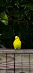 Lost Female Bird last seen North Druid Hills Road, Decatur, GA 30033