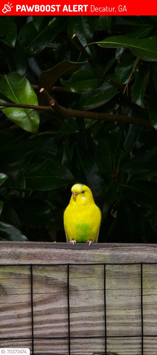 Lost Female Bird last seen North Druid Hills Road, Decatur, GA 30033