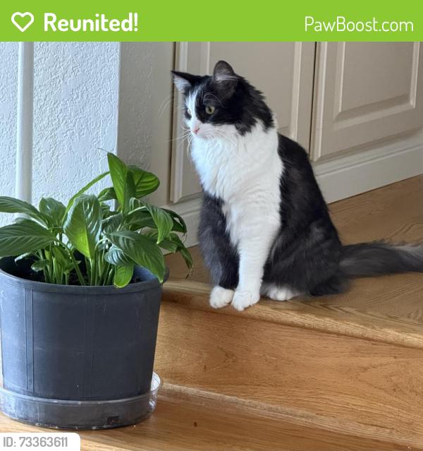 Reunited Male Cat last seen Castle Gate Rd., Walnut Creek, CA 94595
